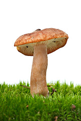 Image showing Small toadstool (Greasy Toughshank, Collybia butyracea) growned on the moss