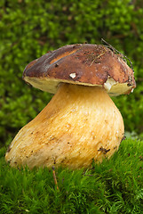 Image showing Boletus (Boletus edulis, Squirrels bread) growned on the moss 