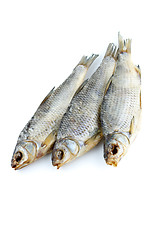 Image showing Three sea roach fishes