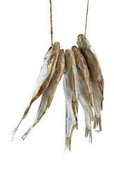 Image showing Five dried sea roach fishes on the rope