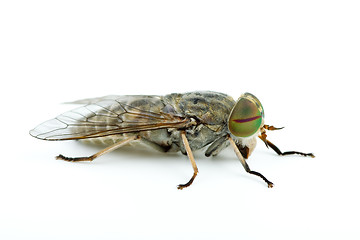 Image showing Macro shot of gadfly