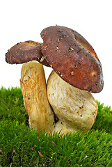 Image showing Boletus badius (Xerocomus badius) mushrooms 