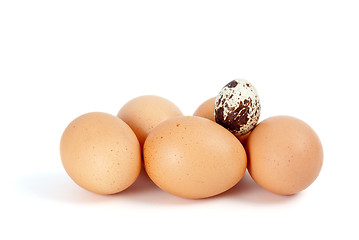 Image showing Some chicken eggs and one quail egg