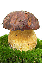 Image showing Boletus (Boletus edulis, Squirrels bread) growned on the moss 