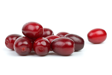 Image showing Few cornel berries