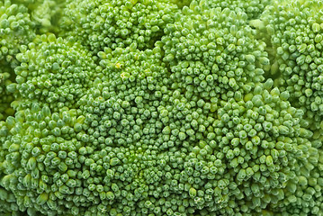 Image showing Broccoli closeup