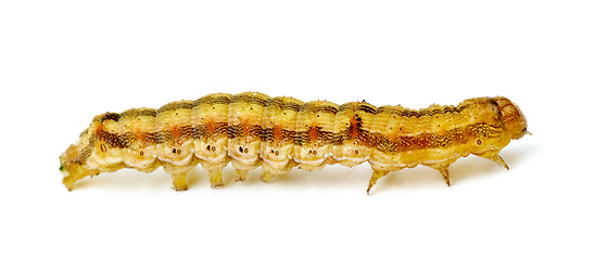 Image showing Brown caterpillar