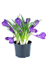 Image showing Bunch of crocuses in black flowerpot