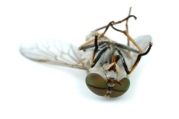 Image showing Macro shot of dead gadfly