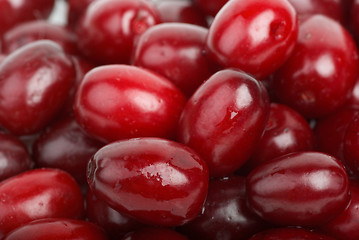 Image showing Cornel berries
