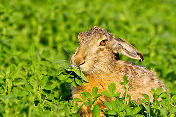 Image showing Portrait of a sitting brown hare