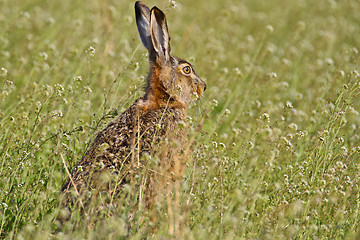 Image showing Portrait of a sitting brown hare