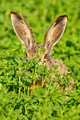 Image showing Portrait of a sitting brown hare