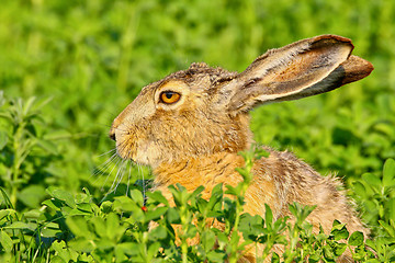 Image showing Portrait of a sitting brown hare