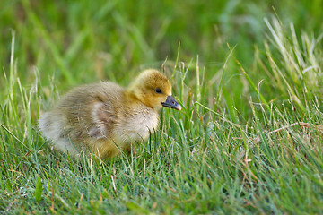 Image showing Portrait of a graylag goose chick