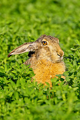 Image showing Portrait of a sitting brown hare