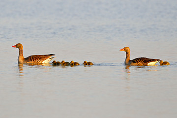 Image showing Family of graylag geese swimming on a pond