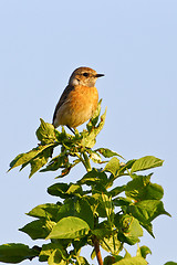 Image showing Portrait of an european stonechat