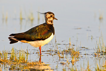 Image showing Portrait of a lapwing