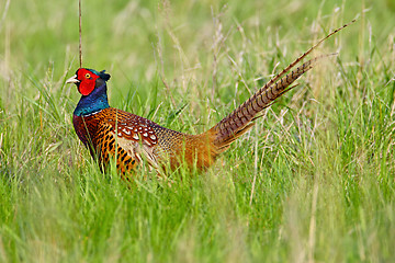 Image showing Portrait of a male pheasant