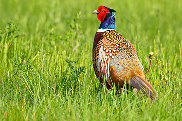 Image showing Portrait of a male pheasant