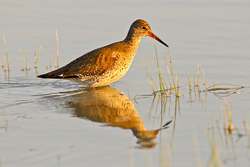 Image showing Portrait of a redshank