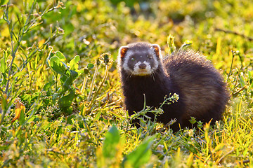 Image showing Portrait of a stone marten