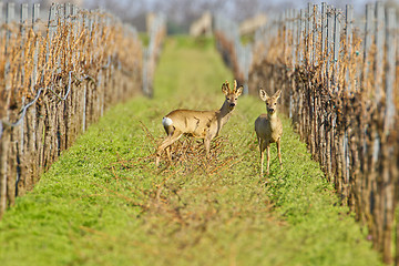 Image showing Portrait of roe deer in a wineyard.