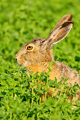 Image showing Portrait of a sitting brown hare