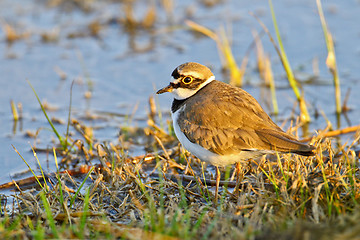Image showing Portrait of a little ringed plover