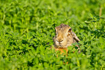 Image showing Portrait of a sitting brown hare