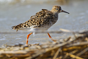 Image showing Portrait of a ruff