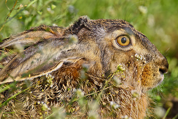 Image showing Portrait of a sitting brown hare