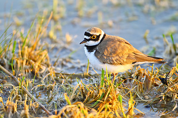 Image showing Portrait of a little ringed plover