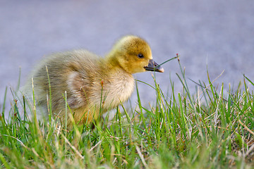 Image showing Portrait of a graylag goose chick