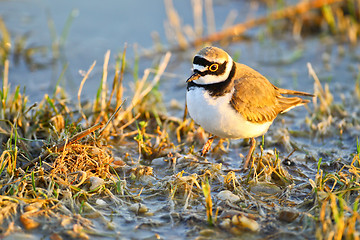 Image showing Portrait of a little ringed plover