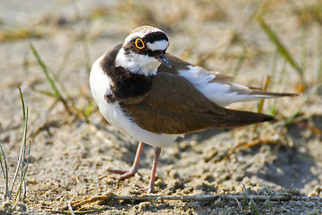 Image showing Portrait of a little ringed plover