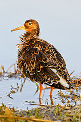 Image showing Portrait of a ruff