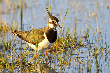 Image showing Portrait of a lapwing