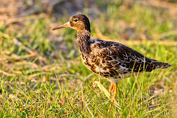 Image showing Portrait of a ruff