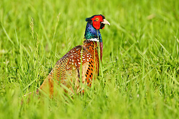 Image showing Portrait of a male pheasant