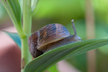 Image showing Garden Pest or french delicacy