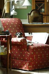 Image showing Dog in old chair