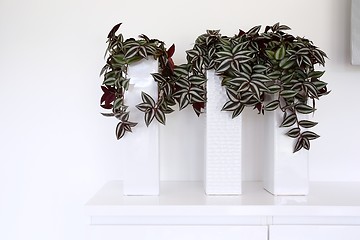 Image showing Green plants on desk