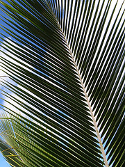 Image showing Coconut Palm Frond