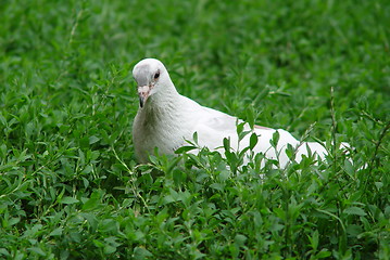 Image showing white pigeon