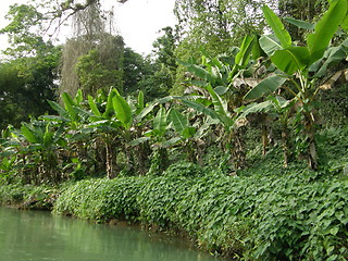Image showing Bamboo Rafting