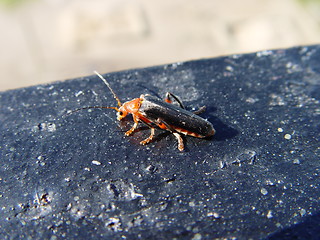 Image showing bug closeup