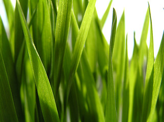 Image showing Wheat