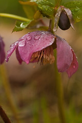 Image showing helleborus niger